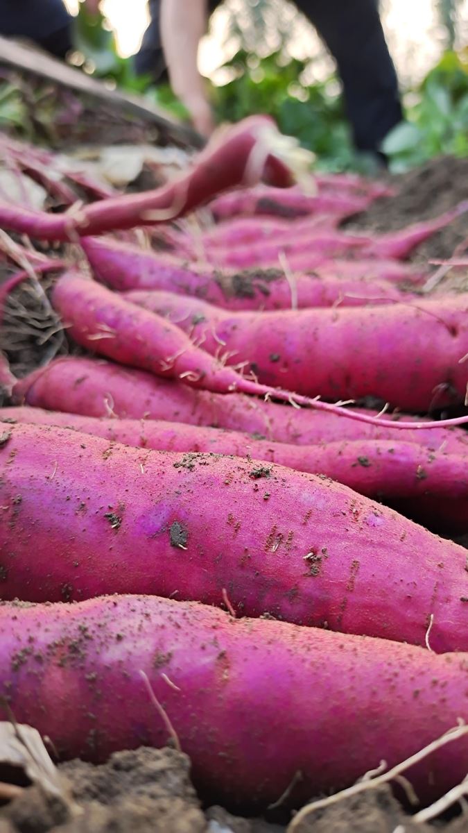 J9����ֱӪ��(�й�)�ٷ���վ