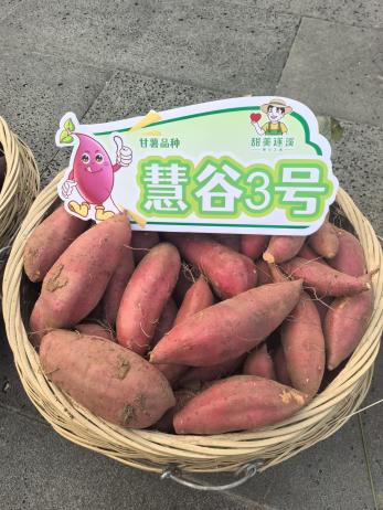 J9����ֱӪ��(�й�)�ٷ���վ
