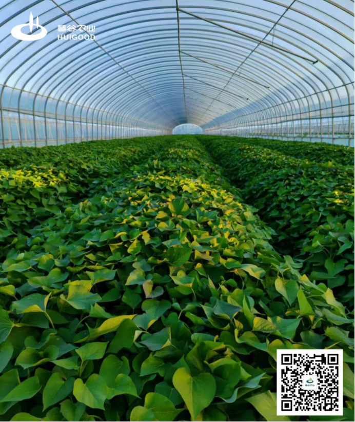 J9����ֱӪ��(�й�)�ٷ���վ