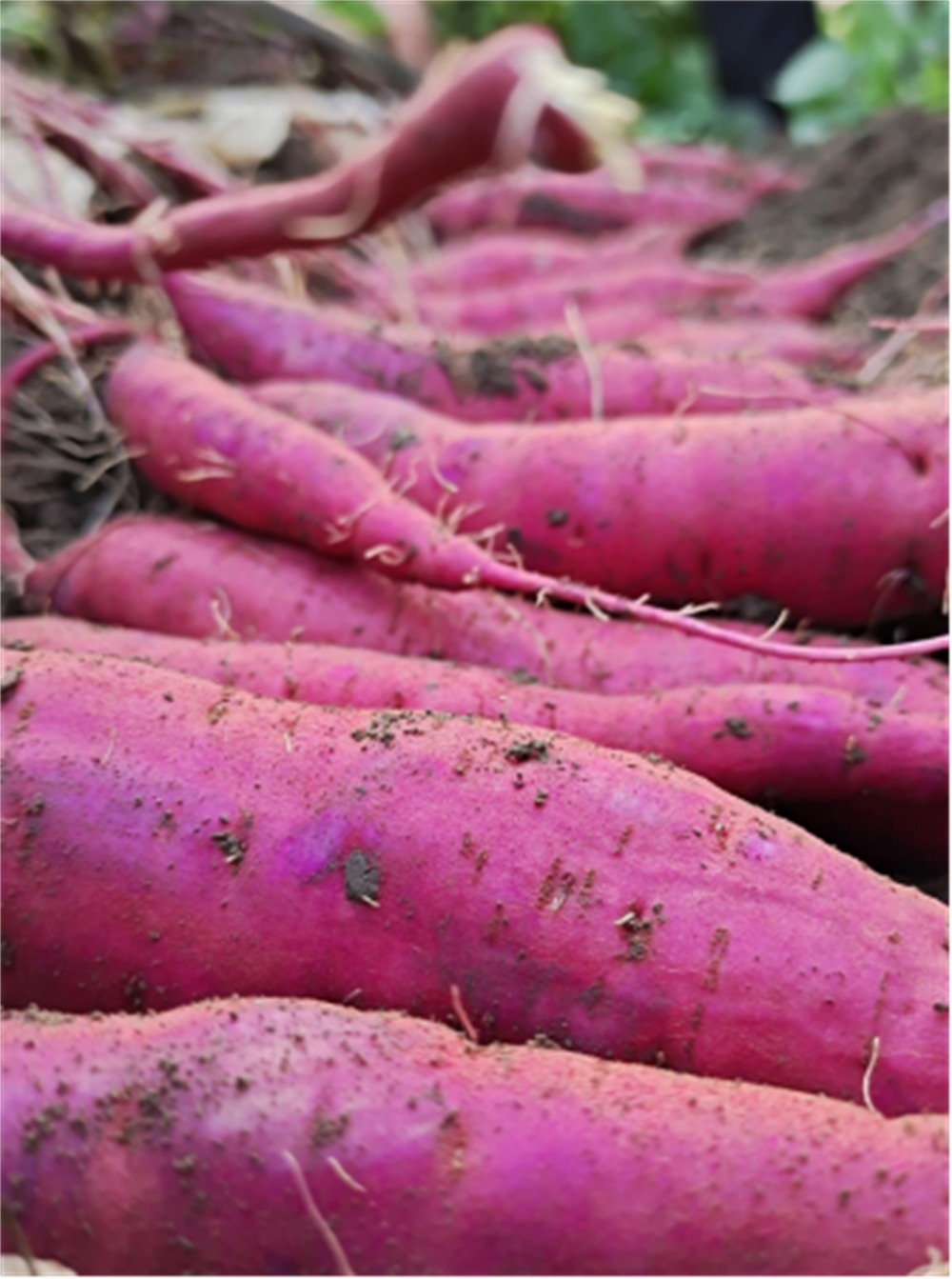 J9����ֱӪ��(�й�)�ٷ���վ